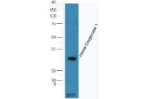 293T cell lysate probed (ABIN677273) at 1:300 overnight in 4 °C. (Heme Oxygenase 1, Heme Oxygenase 2 (AA 101-200) Antikörper)