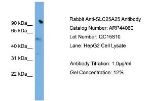 WB Suggested Anti-SLC25A25  Antibody Titration: 0. (SLC25A25 Antikörper  (N-Term))