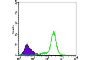 Flow cytometric analysis of K562 cells using IL34 mouse mAb (green) and negative control (purple). (IL-34 Antikörper)