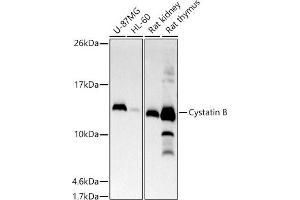Western blot analysis of extracts of various cell lines, using Cystatin B antibody (ABIN7266617) at 1:500 dilution. (CSTB Antikörper)