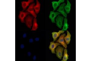 ABIN6262979 and ABIN6278394 staining Hela cells by IF/ICC. (LIPF Antikörper  (N-Term))