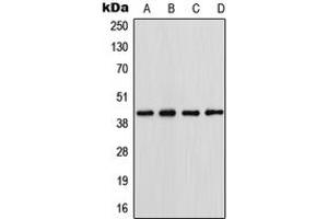 Western blot analysis of Podocin expression in HepG2 (A), HeLa (B), NIH3T3 (C), PC12 (D) whole cell lysates. (Podocin Antikörper  (N-Term))