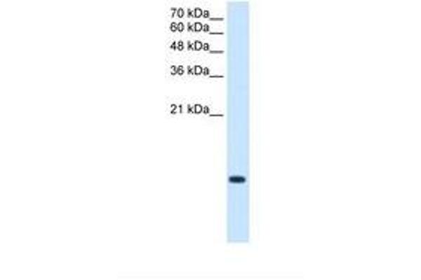 BRK1 antibody  (C-Term)