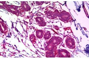 Anti-MAPK8 / JNK1 antibody IHC staining of human breast. (JNK Antikörper)
