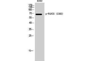 Western Blotting (WB) image for anti-Fanconi Anemia Complementation Group G (FANCG) (pSer383) antibody (ABIN3182349) (FANCG Antikörper  (pSer383))