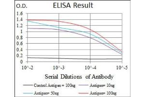 anti-T Antigen (AA 218-352) antibody