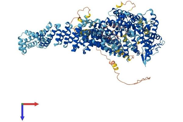 FANCI Protein (AA 1-1328) (His tag)
