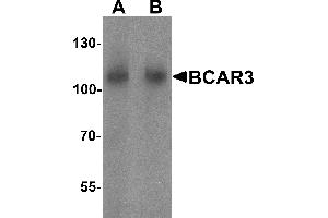 Western blot analysis of BCAR3 in mouse kidney tissue lysate with BCAR3 antibody at A) 1 and (B) 2 µg/mL. (BCAR3 Antikörper  (N-Term))