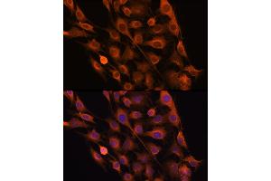 Immunofluorescence analysis of C6 cells using RNH1 Rabbit pAb (ABIN1682553, ABIN3018507, ABIN3018508 and ABIN6220489) at dilution of 100 (40x lens).