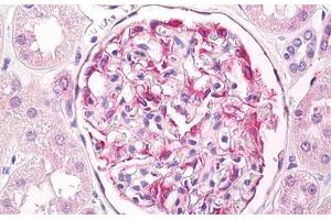 Anti-Beta Tubulin antibody IHC staining of human kidney, glomeruli. (TUBB Antikörper  (AA 417-435))