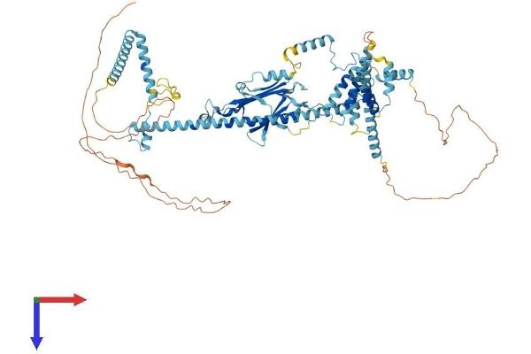 CACTIN Protein (AA 1-758) (His tag)