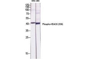Western Blot (WB) analysis of specific cells using Phospho-HDAC8 (S39) Polyclonal Antibody. (HDAC8 Antikörper  (pSer39))