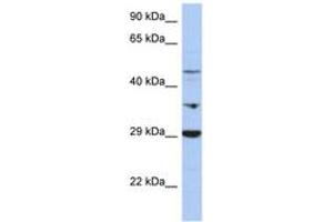 Image no. 1 for anti-Pyruvate Dehydrogenase Kinase, Isozyme 3 (PDK3) (C-Term) antibody (ABIN6743407) (PDK3 Antikörper  (C-Term))