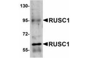 Image no. 1 for anti-RUN and SH3 Domain Containing 1 (RUSC1) (C-Term) antibody (ABIN478171)
