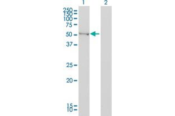 BAIAP2 Antikörper  (AA 1-512)