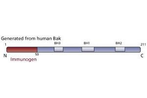 Image no. 2 for anti-BCL2-Antagonist/killer 1 (BAK1) antibody (ABIN967519) (BAK1 Antikörper)