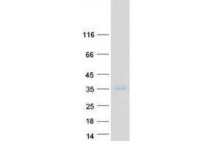 Western Blotting (WB) image for TAF10 RNA Polymerase II, TATA Box Binding Protein (TBP)-Associated Factor, 30kDa (TAF10) protein (Myc-DYKDDDDK Tag) (ABIN2733191)