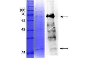 Western Blotting (WB) image for Transcription Factor MafA (MAFA) (AA 1-353) protein (Strep Tag) (ABIN3083372) (MAFA Protein (AA 1-353) (Strep Tag))
