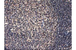 Image no. 4 for anti-Heme Oxygenase (Decycling) 2 (HMOX2) antibody (ABIN1498691) (HMOX2 Antikörper)