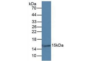 Figure. (LGALS7 Antikörper  (AA 1-136))