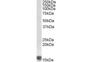 Image no. 1 for anti-Sulfiredoxin 1 (SRX1) (AA 61-74) antibody (ABIN490358) (Sulfiredoxin 1 Antikörper  (AA 61-74))