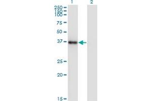 Western Blot analysis of NKX2-5 expression in transfected 293T cell line by NKX2-5 monoclonal antibody (M04), clone 3C1.