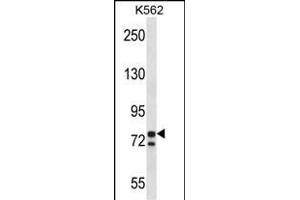 PCSK7 Antibody (C-term) (ABIN657966 and ABIN2846912) western blot analysis in K562 cell line lysates (35 μg/lane).