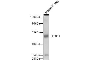 Western blot analysis of extracts of mouse kidney, using FOXI1 antibody (ABIN7267236) at 1:1000 dilution. (FOXI1 Antikörper  (AA 1-100))