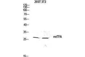 Western Blot (WB) analysis of 293T 3T3 lysis using mtTFA antibody. (TFAM Antikörper  (Internal Region))