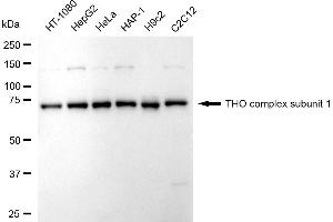 Western blotting analysis using THO complex subunit 1 antibody (ABIN7800981). (Rekombinanter THOC1 Antikörper)