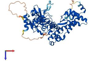 SETD6 Protein (AA 1-473) (His tag)