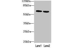 Western blot All lanes: BTN2A2 antibody at 10 μg/mL Lane 1: MCF-7 whole cell lysate Lane 2: NIH/3T3 whole cell lysate Secondary Goat polyclonal to rabbit IgG at 1/10000 dilution Predicted band size: 60, 38, 29, 46, 36 kDa Observed band size: 60 kDa (BTN2A2 Antikörper  (AA 33-262))
