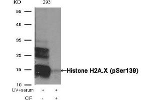 Western blot analysis of extracts from 293 cells, treated with UV+serum or calf intestinal phosphatase (CIP), using Histone H2A. (H2AFX Antikörper  (pSer139))