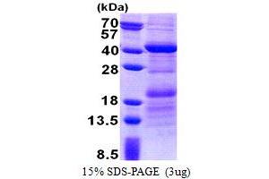 SDS-PAGE (SDS) image for HEPACAM Family Member 2 (HEPACAM2) (AA 32-351) protein (His tag) (ABIN5853189) (HEPACAM2 Protein (AA 32-351) (His tag))
