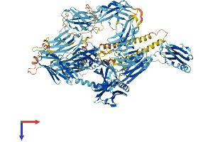 Myomesin 3 (MYOM3) (AA 1-1439) protein (His tag)