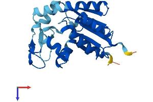 AK4 Protein (AA 1-223) (His tag)