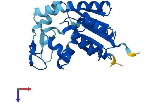 AK4 Protein (AA 1-223) (His tag)