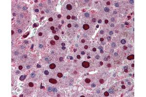 Anti-ANP32A antibody IHC of human liver. (PHAP1 Antikörper  (AA 1-250))