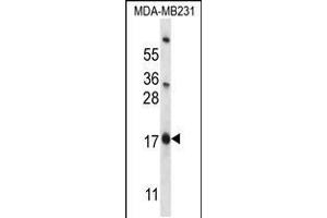 Western blot analysis in MDA-MB231 cell line lysates (35ug/lane). (PHLDA2 Antikörper  (C-Term))