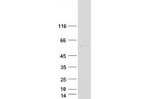 Validation with Western Blot (BPI Protein (Myc-DYKDDDDK Tag))