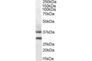Image no. 1 for anti-Melanocortin 5 Receptor (MC5R) (N-Term) antibody (ABIN375093) (MC5 Receptor Antikörper  (N-Term))