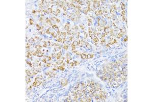 Immunohistochemistry (IHC) image for anti-Mitochondrial Antiviral Signaling Protein (MAVS) (AA 1-65) antibody (ABIN6143583)