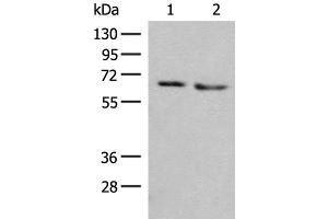 Western blot analysis of HEPG2 and A172 cell lysates using NARS Polyclonal Antibody at dilution of 1:350 (NARS Antikörper)