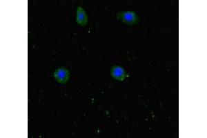 Immunofluorescent analysis of HepG2 cells using ABIN7175774 at dilution of 1:100 and Alexa Fluor 488-congugated AffiniPure Goat Anti-Rabbit IgG(H+L) (WDR6 Antikörper  (AA 1-200))