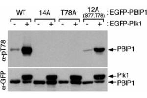 Western blot using MLF1IP (phospho T78) polyclonal antibody  shows detection of MLF1IP phosphorylated at Thr78. (MLF1IP Antikörper  (pThr78))