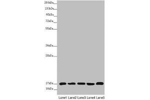 Western blot All lanes: NDUFB5 antibody at 2. (NDUFB5 Antikörper  (AA 100-189))
