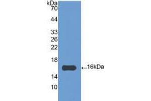 Western blot analysis of recombinant Chicken IL4. (IL-4 Antikörper  (AA 26-136))