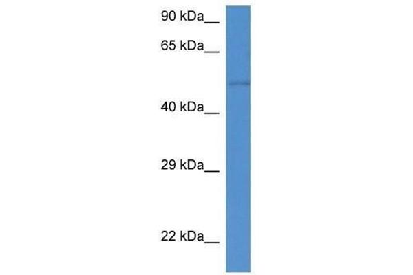 ST6GAL2 Antikörper  (C-Term)