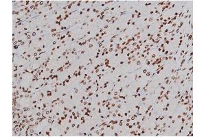 ABIN6267365 at 1/200 staining Rat ganstric tissue sections by IHC-P.