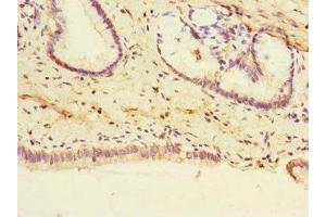Immunohistochemistry of paraffin-embedded human pancreatic tissue using ABIN7174111 at dilution of 1:100